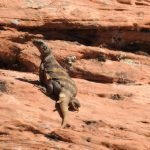 Common Chuckwalla in Southern Utah