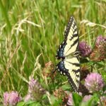 Eastern Tiger Swallowtail Butterfly, Jefferson National Forrest, off Blue Ridge Parkway, VA