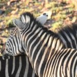 Zebra Love, Pilanesburg National Park, South Africa