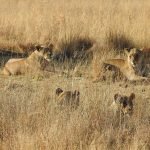 Lions resting under the warm afternoon sun, Pilanesburg National Park, South Africa