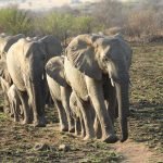 Elephants Enjoying an Afternoon Stroll, Pilanesburg National Park, South Africa