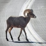 Bighorn Sheep at Zion National Park