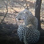 Leopard Tolerating the Paparazzi, Pilanesburg National Park, South Africa
