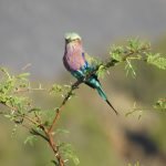 Lilac-breasted roller on an acacia tree, Pilanesburg, South Africa