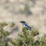 A Western Scrub Jay at Joshua Tree