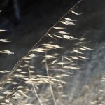 Sun, wind, and weeds