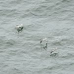 Pelicans!