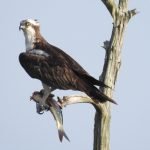 Osprey