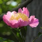 Light and Blooms at Brookside Gardens