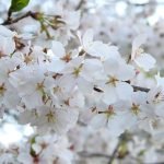 Cherry Blossoms: An Invitation to Heaven