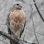 Red Shouldered Hawk