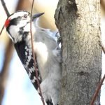 Little Woodpecker