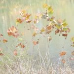 A Monet Moment