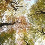 Canopy of Color and Light