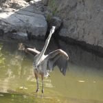 Standing Bird Yoga Pose