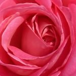 Close ups of roses at Ashton Gardens, Lehi, Utah