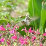 Hummingbird, Lehi, Utah (Ashton Gardens)