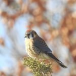 American Kestrel, South Jordan, Utah